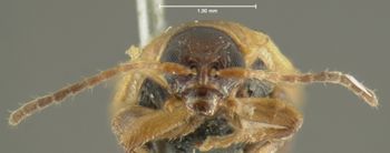Media type: image;   Entomology 5025 Aspect: head frontal view